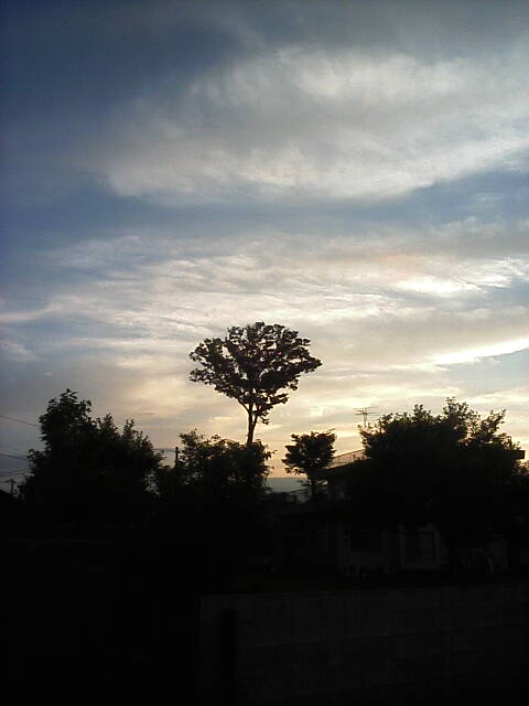空と樹